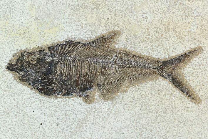 Fossil Fish (Diplomystus) - Green River Formation #129583